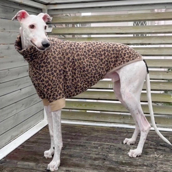 イタグレウィペットウールTシャツ