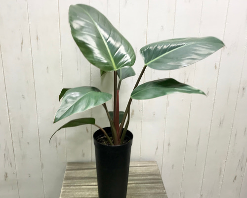 フィロデンドロン：ロジョコンゴ 5号鉢植え の通販 | 園芸ネット
