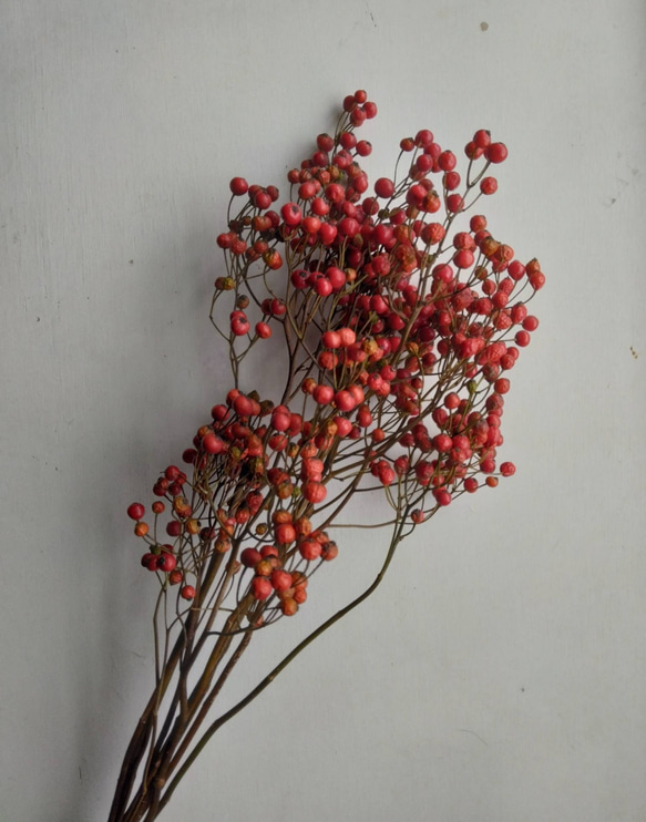 野バラの実のドライフラワー(大) ドライフラワー nyao-mery 通販