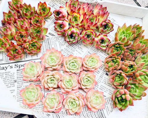多肉植物】☆韓国苗☆ 4種セット♫ 多肉植物 Dia Lily 通販