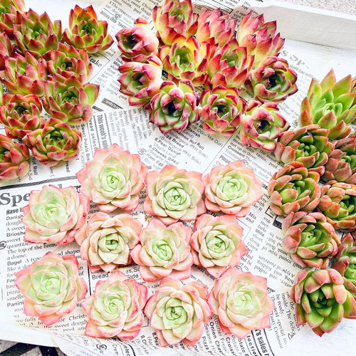 多肉植物】☆韓国苗☆ 4種セット♫ 多肉植物 Dia Lily 通販