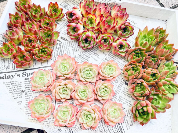 多肉植物 韓国苗 ♡yuiruna♡様 多肉植物 韓国苗 ♡yuiruna♡様 多肉植物 (韓国苗) カット苗