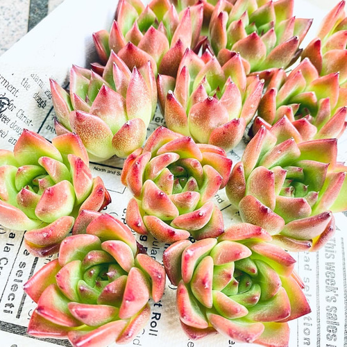多肉植物】☆韓国苗☆ 4種セット♫ 多肉植物 Dia Lily 通販