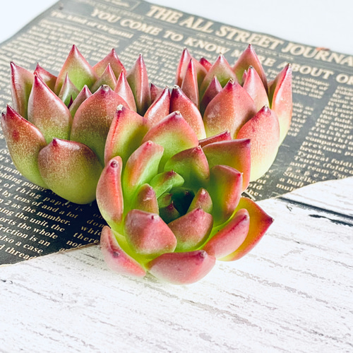 多肉植物】☆韓国苗☆ 4種セット♫ 多肉植物 Dia Lily 通販