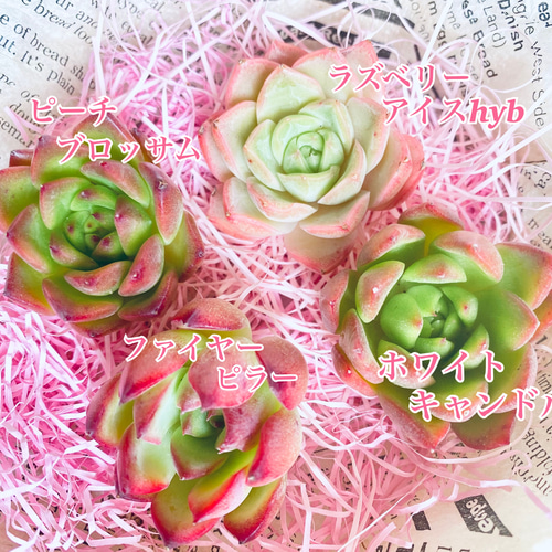 多肉植物】☆韓国苗☆ 4種セット♫ 多肉植物 Dia Lily 通販