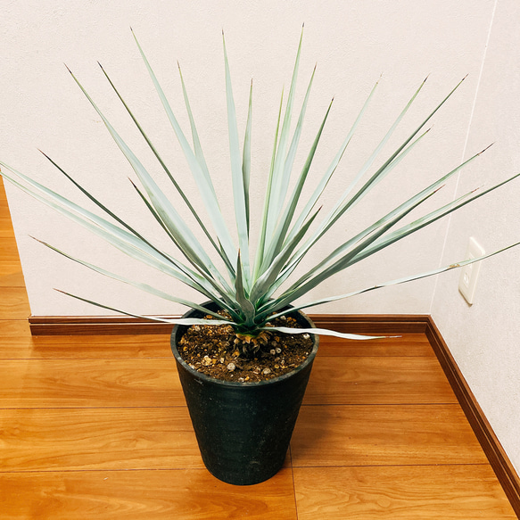 在庫］【希少】 ユッカ リギダ 観葉植物 地植え可能 おしゃれ