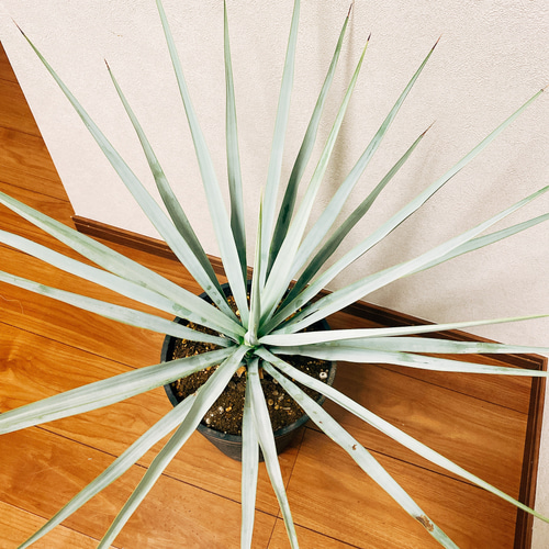 在庫］【希少】 ユッカ リギダ 観葉植物 地植え可能 おしゃれ