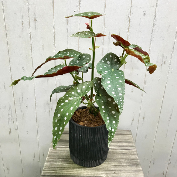 レア種 ベゴニア マクラータ / Begonia maculata アンティーク