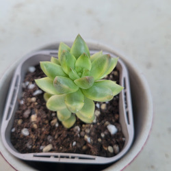 多肉植物❤黄麗錦❤抜き苗 1枚目の画像