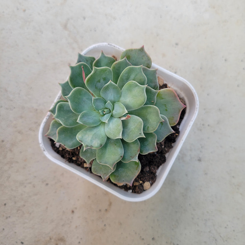 多肉植物❤レア❤レアルデカトルセ❤抜き苗 その他インテリア雑貨 