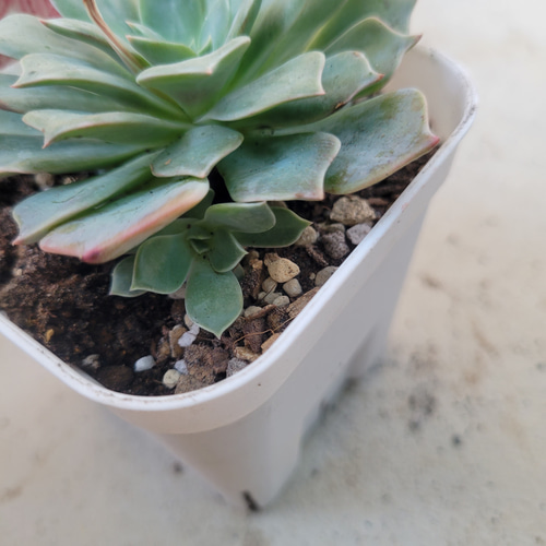 多肉植物❤レア❤レアルデカトルセ❤抜き苗 その他インテリア