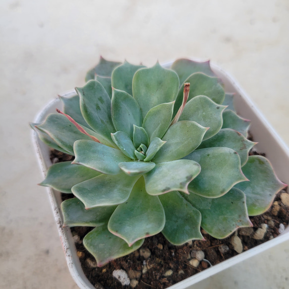 多肉植物❤レア❤レアルデカトルセ❤抜き苗 その他インテリア雑貨 