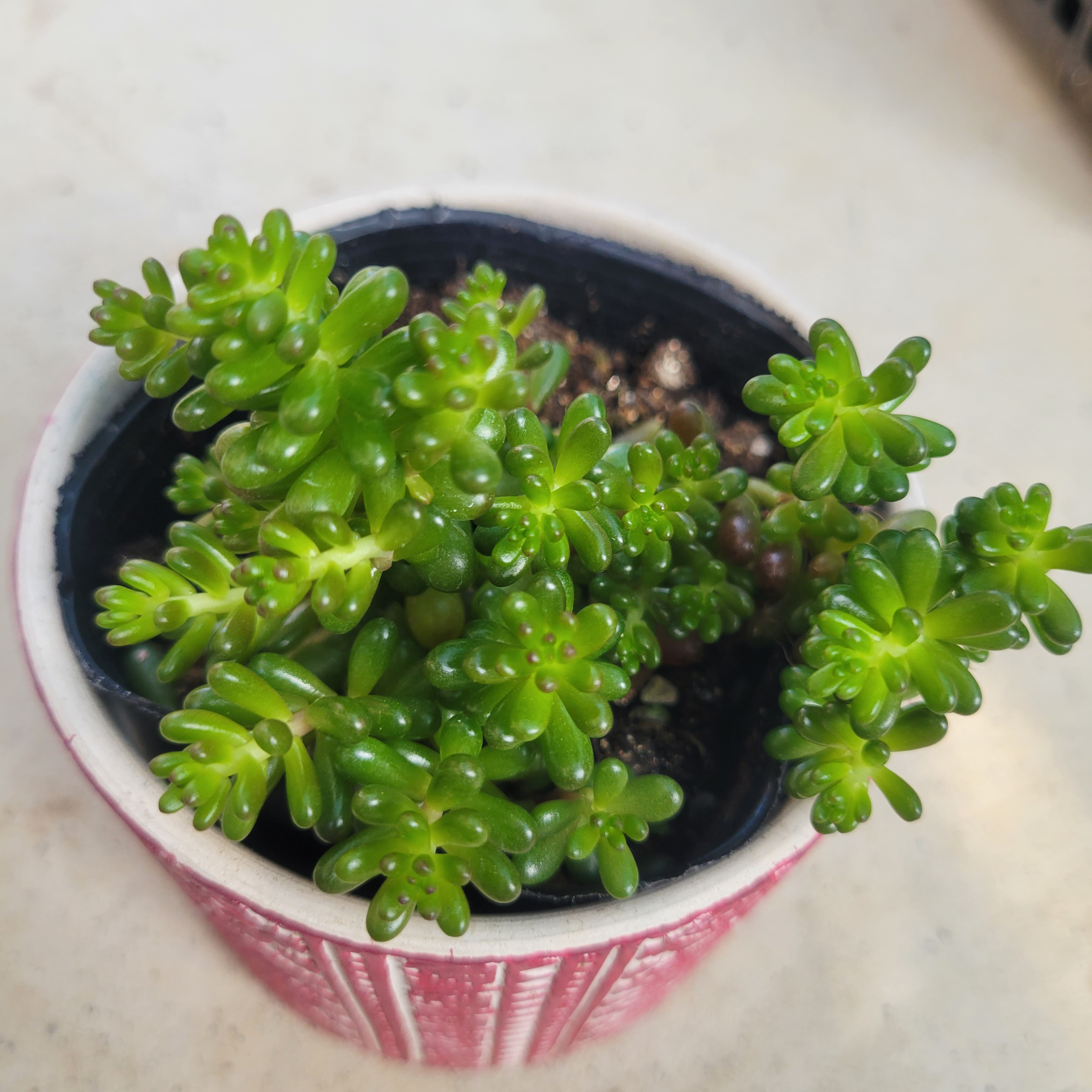 抜き苗 多肉植物♥゛レッドベリー