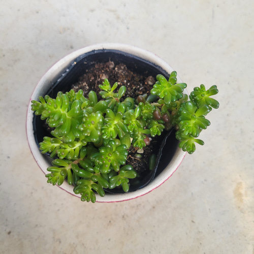 多肉植物♥゛レッドベリー 抜き苗 ☆レッドベリー錦2苗⑬☆抜き苗☆セダム☆多肉☆多肉植物☆寄せ植え