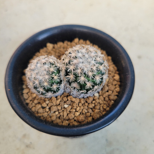 多肉植物❤サボテン❤レア❤マミラリア❤ロエメリ❤抜き苗 その他 