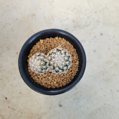 多肉植物❤サボテン❤レア❤マミラリア❤ロエメリ❤抜き苗 その他 
