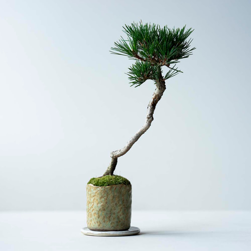 千寿丸｜Limited color【送料無料】 盆栽 Sekibokka 通販 14781544