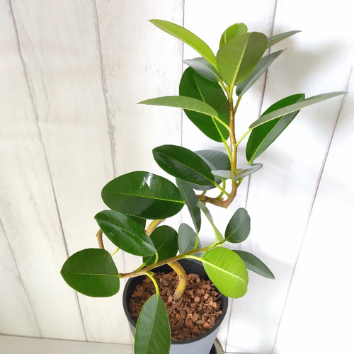希少品種❗️ フィカス　エベレスト　ゴムの木 曲がり 観葉植物　プレゼント 希少品種❗️ フィカス エベレスト ゴムの木 曲がり 観葉植物