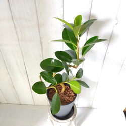 【現品】フランスゴム曲がり④　人気フィカス観葉植物　ゴムの木　個性的な樹形　5号鉢　ギフト　 6枚目の画像