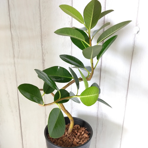 フィカス ジャワゴム フィカスドゥルパセア 観葉植物 フィカス