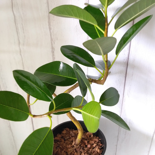 ④　フィカス　フランスゴム　曲がり仕立て７号　最高等級 ① フィカス フランスゴム 曲がり仕立て7号 最高等級 フィカス(ゴムの