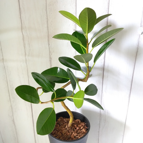 フィカス ゴムの木 グランディス ブラウン 34番 曲がり 特大 観葉植物