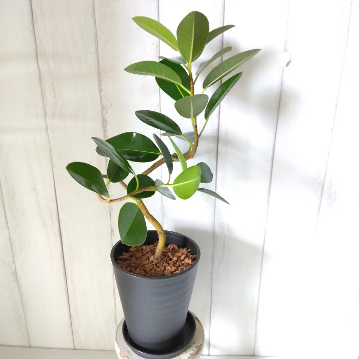 現品　フィカス　ゴムの木　グランディス　ブラウン　33番　曲がり　希少　観葉植物