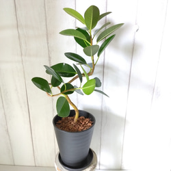 現品】フランスゴム曲がり④ 人気フィカス観葉植物 ゴムの木