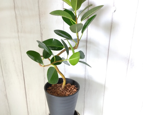 現品】フランスゴム曲がり④ 人気フィカス観葉植物 ゴムの木