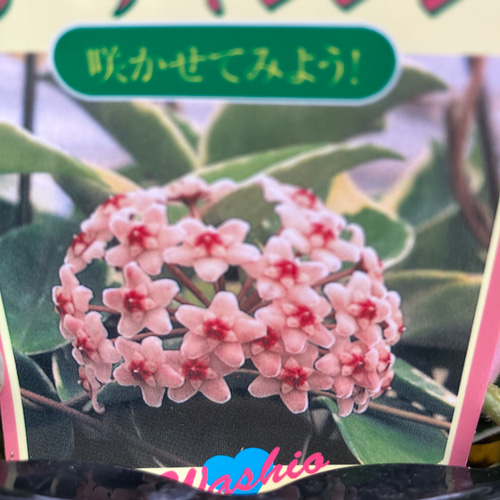 hoya ホヤ クロランサ chlorantha 3号 吊り鉢 hoya ホヤ クロランサ