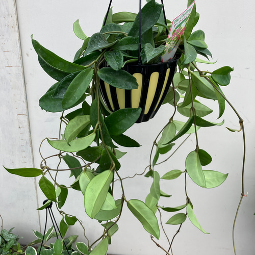 人気のホヤ3種セット＊観葉植物＊吊り鉢＊ロング株＊マチルダ