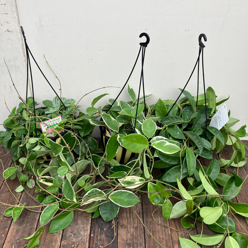ルーチェさん専用　Hoya ホヤ3種 人気のホヤ3種セット＊観葉植物＊吊り鉢＊ロング株＊マチルダ