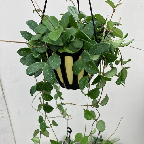 人気のホヤ3種セット＊観葉植物＊吊り鉢＊ロング株＊マチルダ