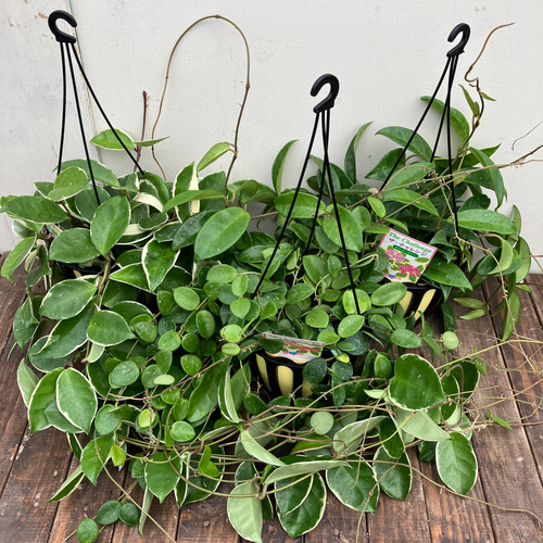 hoya ホヤ クロランサ chlorantha 3号 吊り鉢 人気のホヤ3種