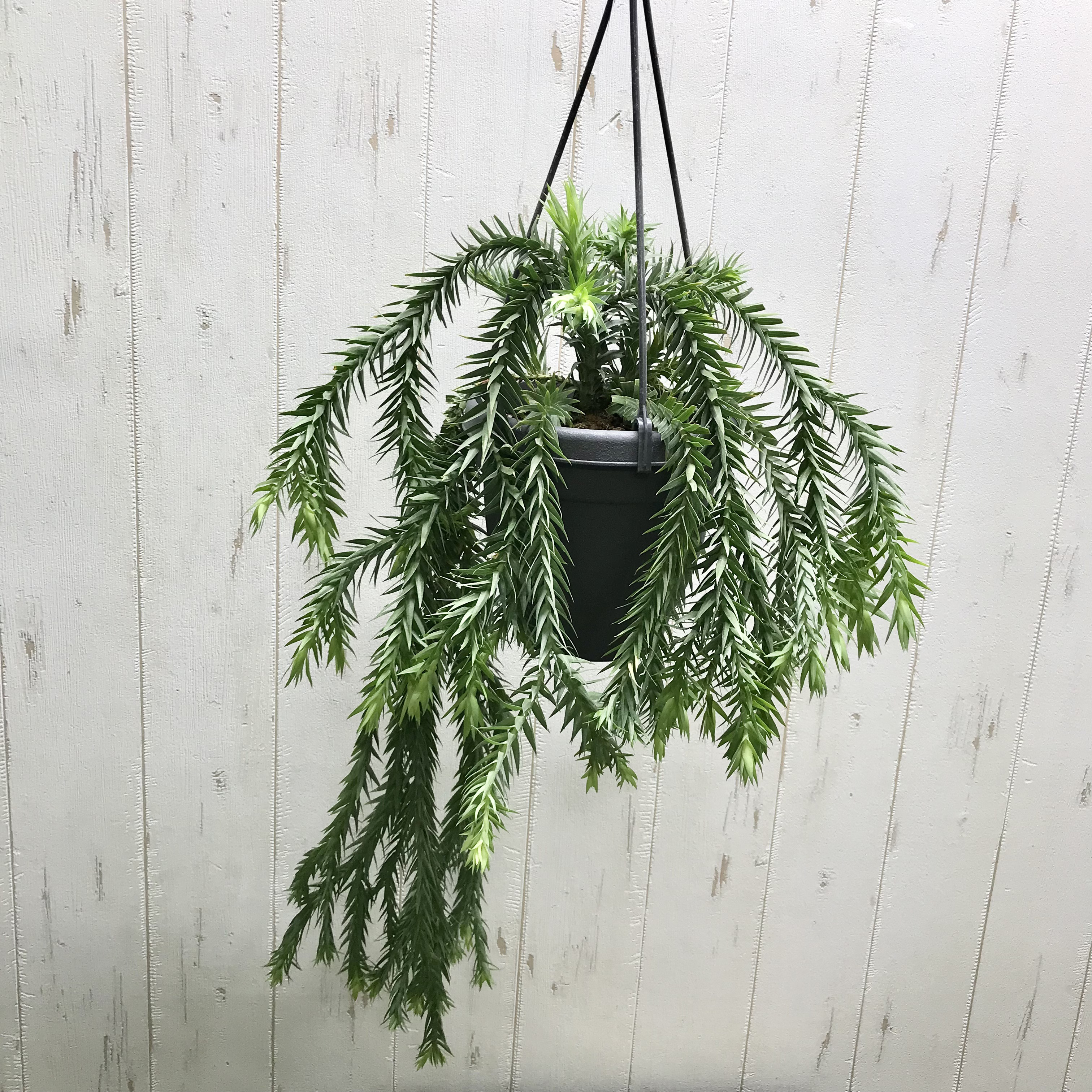 フペルジア ゴエベリー 5号吊り鉢 おしゃれ 観葉植物：フペルジア ゴエベリー*5号 吊り鉢 : 遊恵