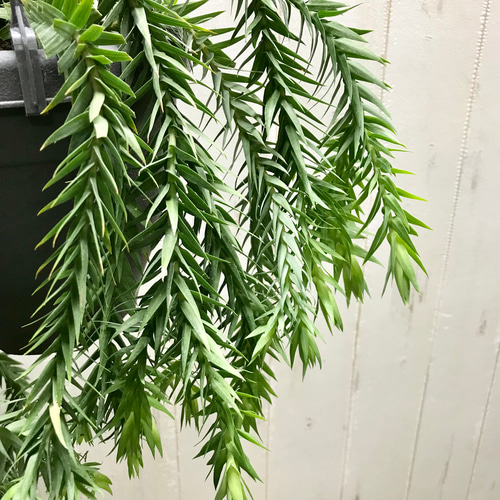枝多め♡ フペルジア・ゴエベリー 吊り鉢 その他インテリア雑貨 PLANTS