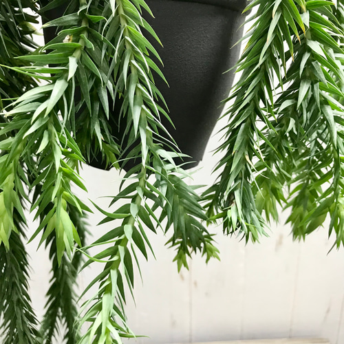 枝多め♡ フペルジア・ゴエベリー 吊り鉢 その他インテリア雑貨