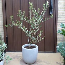 オリーブの木　エルグレコ　スタイリッシュコンクリート鉢植え　苗　シンボルツリー
