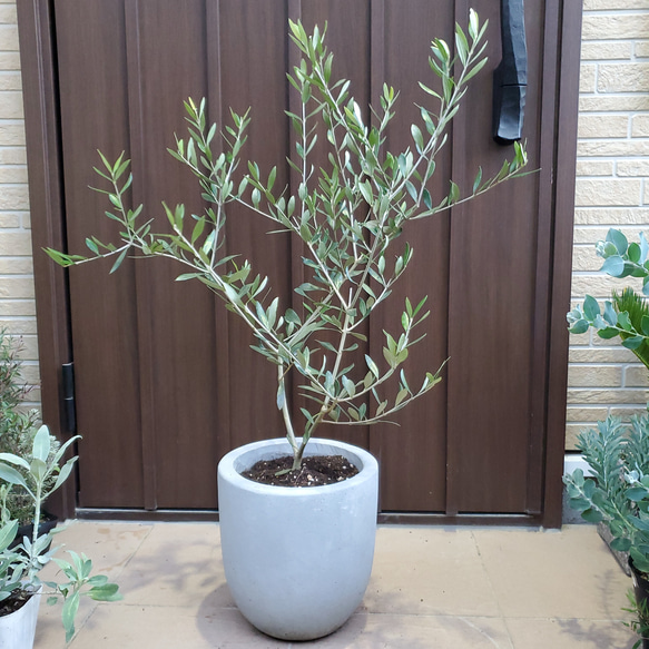 オリーブの木 エルグレコ スタイリッシュコンクリート鉢植え 苗