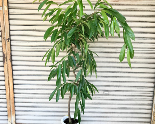 ラセン♡ フィカス アムステルダム キング 8号 その他インテリア雑貨