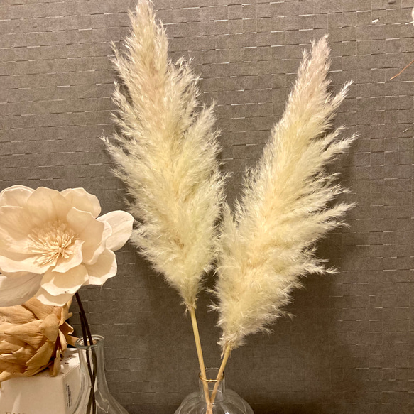 ドライフラワー★ふわふわパンパス特大フライングボール★インテリア♪癒し♪可愛い♪ ドライフラワー ふわふわパンパス特大フライングボール