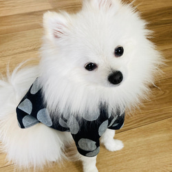 【型紙】犬服　スタンドカラーラグラン半袖シャツ 4枚目の画像