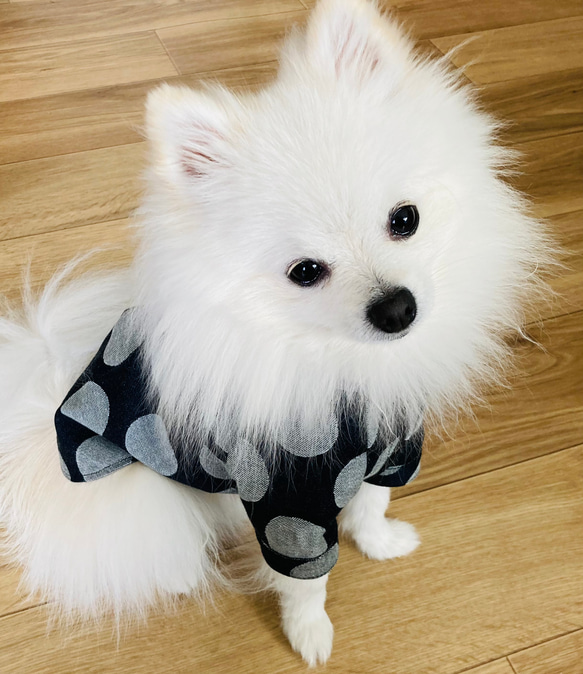 【型紙】犬服　スタンドカラーラグラン半袖シャツ 4枚目の画像