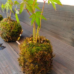 もみじ 苔玉、タマゴケ  半日陰で管理  耐寒性あります、室内でもＯＫです  プラントハンガーと透明ケース付属 4枚目の画像