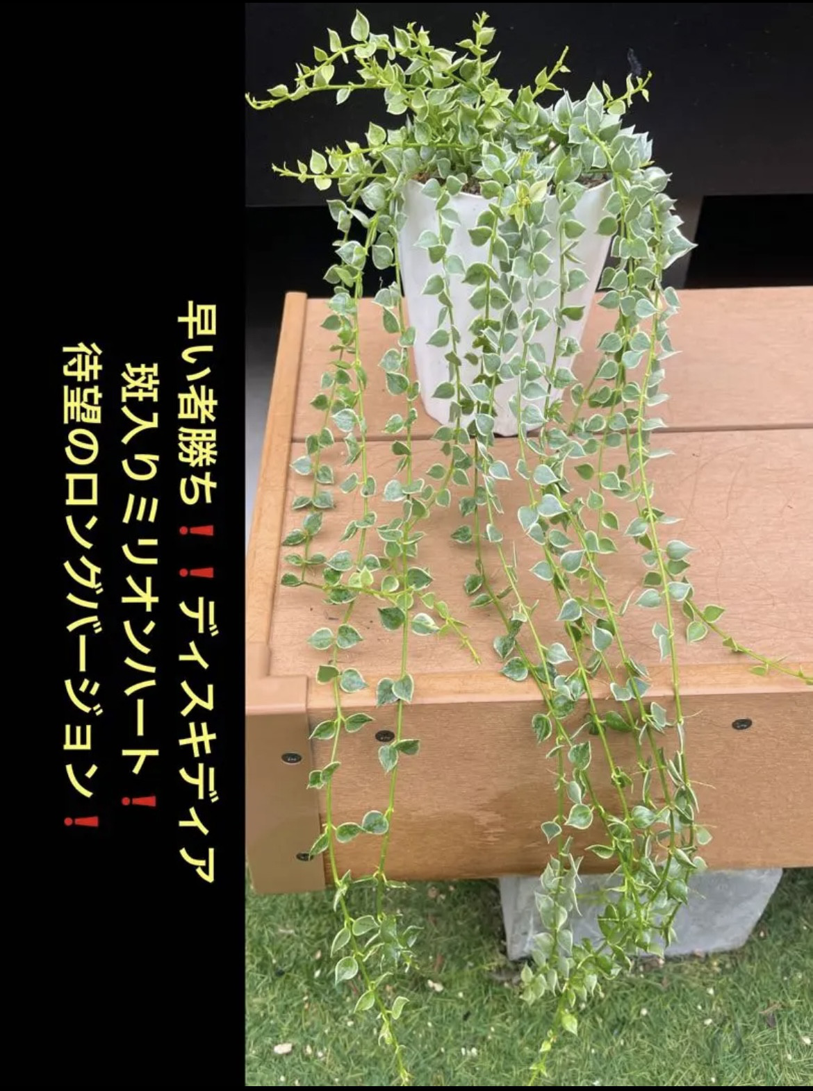 早いもの勝ち　ユッカ　ロストラータ　う ユッカ ロストラータ3 （早いもの勝ち ユッカ ロストラータ 3