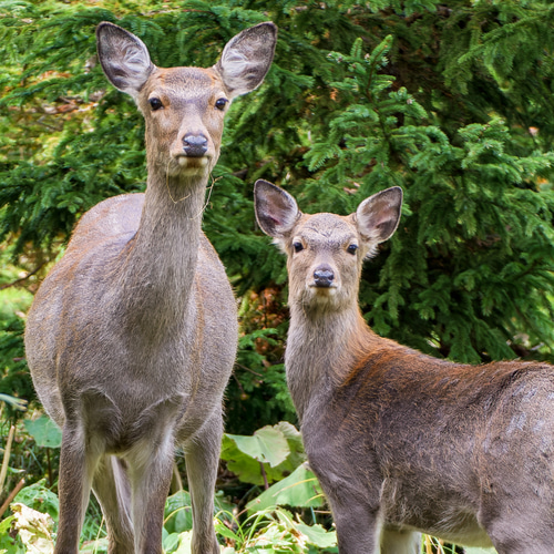 A4、A3可能】深い森の親子鹿・北海道動物写真 写真・グラフィック 森星