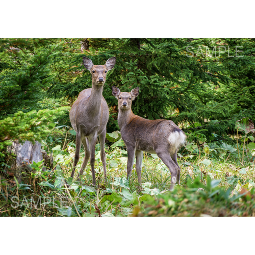 A4、A3可能】深い森の親子鹿・北海道動物写真 写真・グラフィック 森星