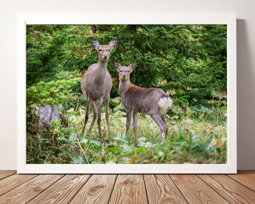 A4、A3可能】深い森の親子鹿・北海道動物写真 写真・グラフィック 森星