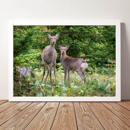 A4、A3可能】深い森の親子鹿・北海道動物写真 写真・グラフィック 森星