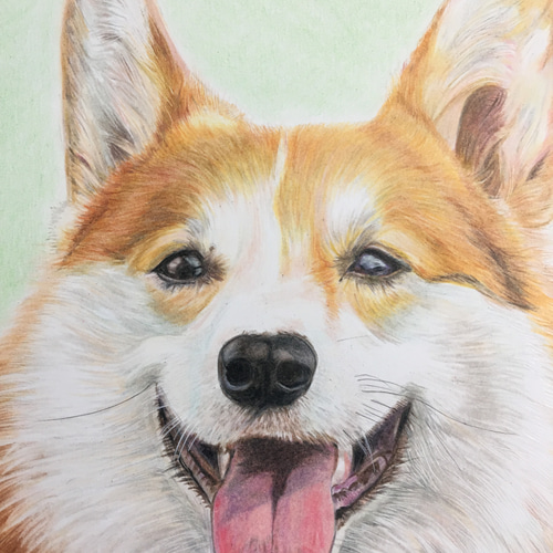 色鉛筆画 犬 No 32 原画手描き イラスト MIYU'sアート miyu 通販 色鉛筆画 犬 No 32 原画手描き イラスト MIYU'sアート miyu 通販